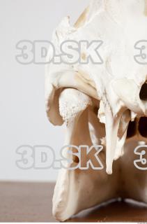 Skull photo reference 0053